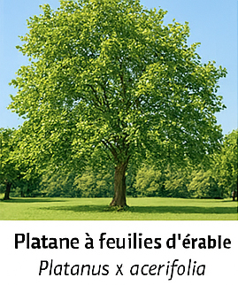 Platane à feuilles d’érable